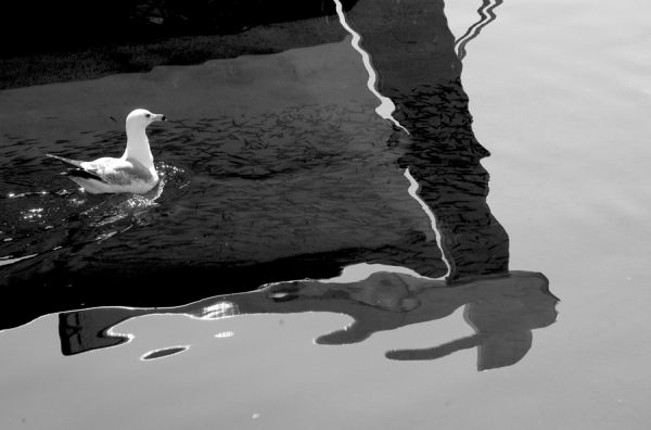Photograph Vassilis Triantafyllidis Bw Seagul And Fish on One Eyeland